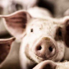 Зображення мапи Африканської чуми в Україні