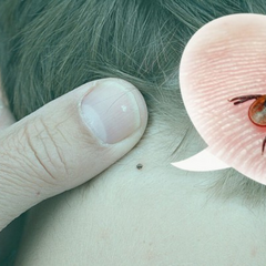 Атака кліщів весною 2023