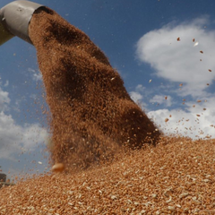 Руки, которі вибірають голосування на виборах