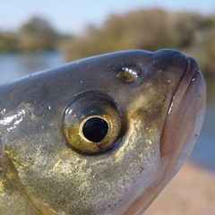 Смерть рыбы угрожает людям