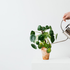 Вчасний полив для здорових кімнатних рослин