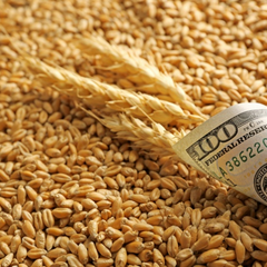 Процес зменшення експорту зернової продукції