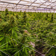 В Крыму выращивают каннабис