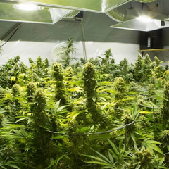 Законно зростає маріхуана в Україні