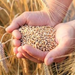 Українські аграрії показують образцові результати