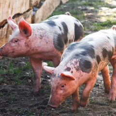 Ветеринарні спеціалісти при розслідуванні чуми