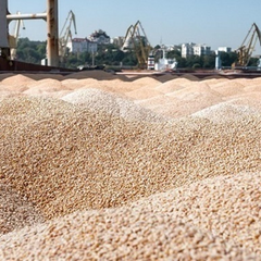 Зернові поля в Україні на дорозі