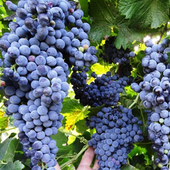 Образ келиху з червоним вином