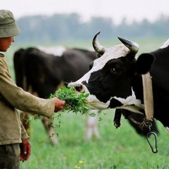 Українець, що пас корів, не пішов на війну