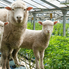 Наркомани зрозуміли, що роги привертають увагу