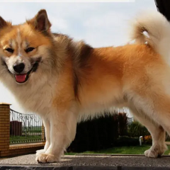 Англійський клуб собаківництва, ісландська вівчарка