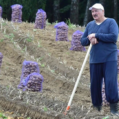 Картопля на полі в Білорусі