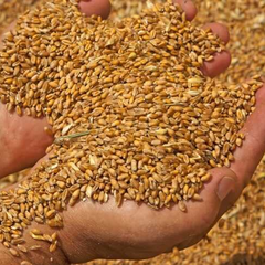 Російські злодії викрадають українське зерно