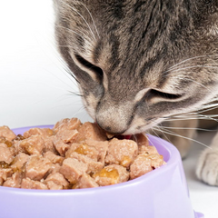 How to switch a cat to wet food?