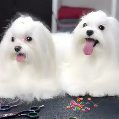 V.O.G DOG SALON in Kyiv takes care of your pet's beauty from paws to tail