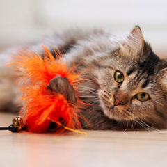 Как выбрать игрушку для кошки, учитывая ее возраст