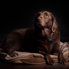 Яким кормом годувати лабрадора?