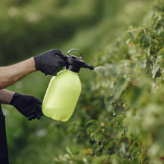 Як правильно вибрати захист для рослин: кілька важливих нюансів 