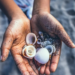 Fine for Shells on the Beach