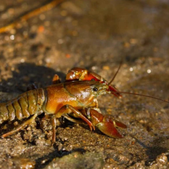 Які штрафи за вилов раків