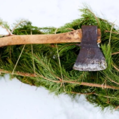What is the fine for cutting down a Christmas tree