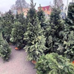 Цены на новогодние елки