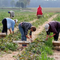 Ukrainians working in Poland