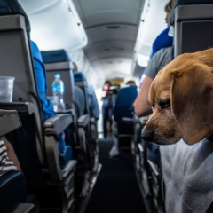 On the plane with animals in Poland