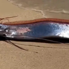 Doomsday fish