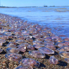 РФ вбивает фауну Азовского моря