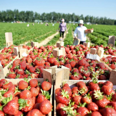 Чому в Україні почала дешевшати полуниця