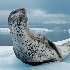 Леопард на станции Вернадского: видео полярников