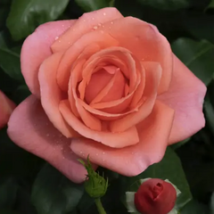 Квітка на честь принцеси Уельської