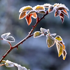 Заморозки в низких областях Украины