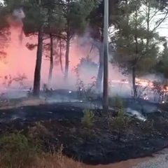 Пожежа у лісі в Туреччині
