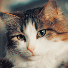 Ген FBXW7 і рак у котів