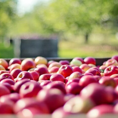 Цена на яблоки выше за год