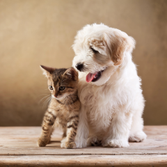Дослідження поділило Європу на Dogberia та Catdinavia