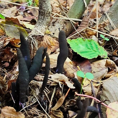 Жінка з грибами на Буковині