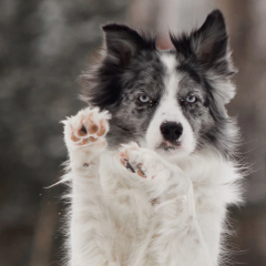 Dog paw with shorter step