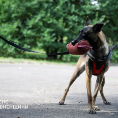 Кинологи демонстрируют служебных собак
