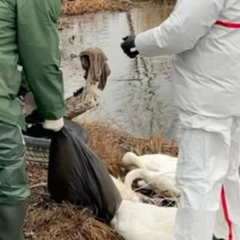Мертві лебеді плавають у заплавах