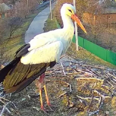 Лелека Грицько підлетів до свого гнізда