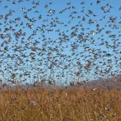 Сарани в Україні: науковець пояснює