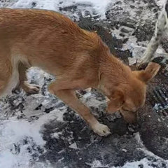 Тіло померлої власниці з собаками
