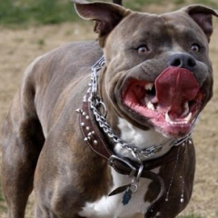 Чоловік, зловживаючи силою, замучив дітей та нападав на поліцейських