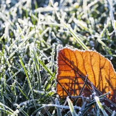 Прогнозовані заморозки в Україні
