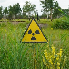 У Чорнобильській зоні випасаються незвичайні корови