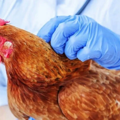 Французькі вчені діляться результатами дослідження