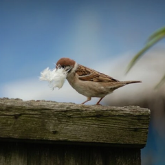 Современные застройки вытесняют воробьев